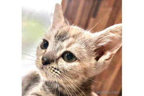 成約済の埼玉県のアメリカンショートヘア-72236の3枚目